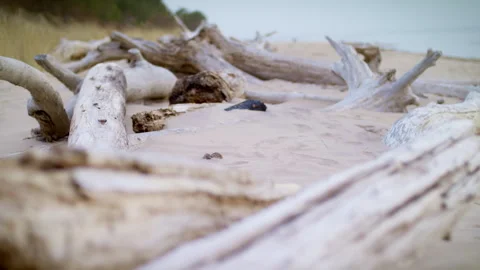 Dried tree trunks on the shores of the Baltic Sea. Stock Footage 274843239