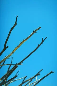 Dried Tree Twigs and Branches Stretch Out into the Blue Sky Stock Photos
