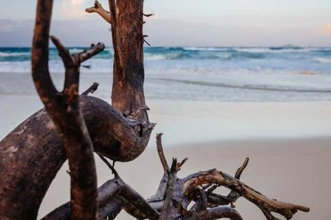 Dried tree on a white sandy beach with blue sea and sky Stock Photos