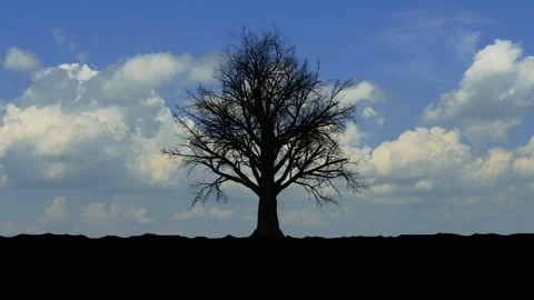 Dried tree in the wind and clouds. 3d rendering Stock Footage 103391789