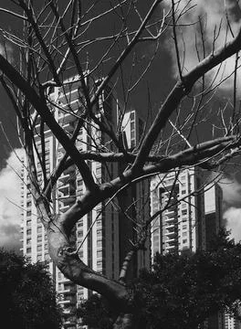 Dried up tree without leaves in the foreground and background new multi-store Stock Photos