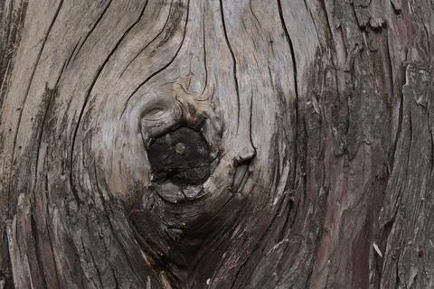Dried tree wood texture with a circular node detail. Stock Photos