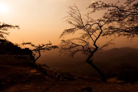 Dried trees with mountain views. Sunset. Stock Photos