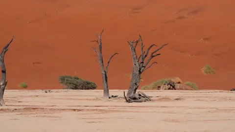Dried Trees Snags Against Red Sand Dunes Namibia Sossusvlei Desert Deadvlei Stock Footage 256225003