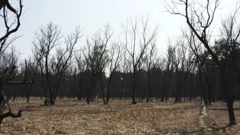 The dried trees in the Sundarbans Stock Footage 133160070