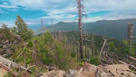 Dried trees on the top of the mountain. Effect of arid land with tree changing Stock-Footage 278022444