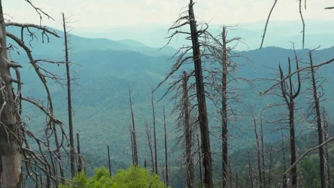 Dried trees on the top of the mountain. Effect of arid land with tree changing Stock-Footage 278022688