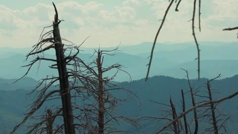 Dried trees on the top of the mountain. Effect of arid land with tree changing Stock Footage 278023258