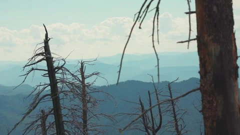 Dried trees on the top of the mountain. Effect of arid land with tree changing Stock Footage 278023326