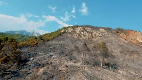 Dried trees that turned to ash the day after the forest fire. Video stock 203967312