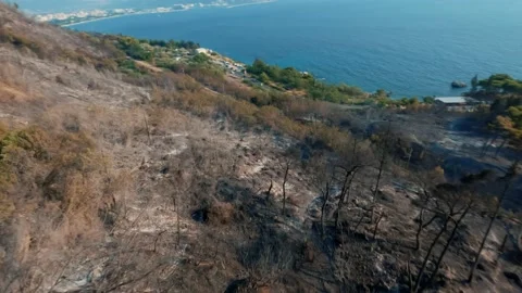 Dried trees that turned to ash the day after the forest fire. Video stock 203967912