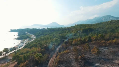 Dried trees that turned to ash the day after the forest fire. Video stock 203969895
