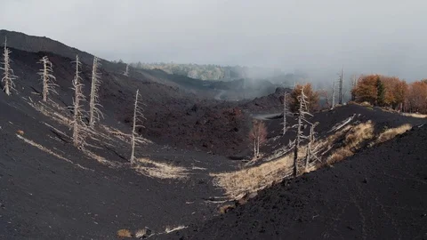 Dried trees on volcano Mount Etna Stock Footage 71960608