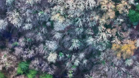 Dried Trees At Winter Over Mountain. Aerial Topdown Shot Vidéo 297257732