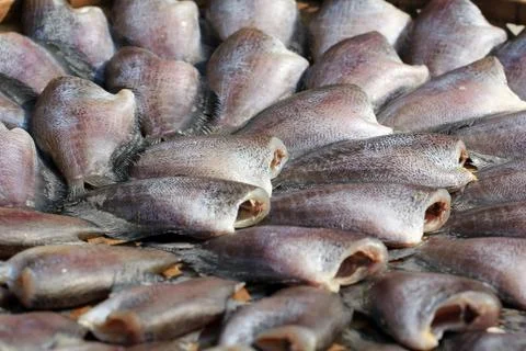 Dried trichogaster fish Stock Photos