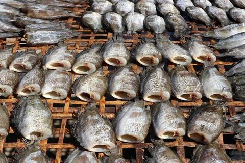 Dried trichogaster fish Stock Photos