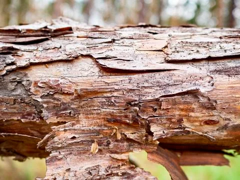 The dried up trunk of pine Stock Photos
