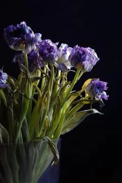 Dried tulip Stock Photos