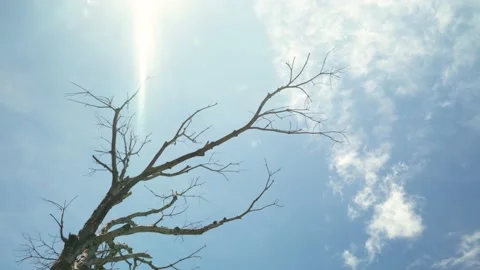 Dried twig and branches of Tree with flare sun light among blue sky Stock Footage 153505923