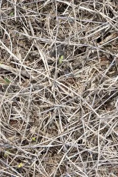 Dried twigs on the ground Stock Photos