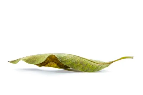 Dried upside down leaf form Stock Photos