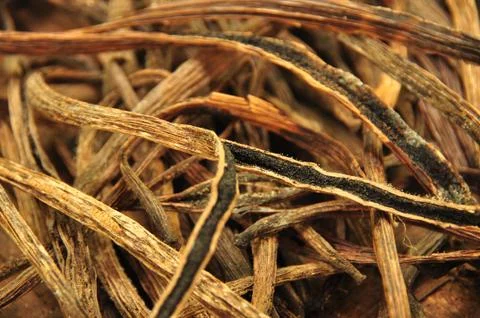 Dried vanilla Stock Photos