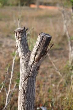 Dried victory tree Foto stock