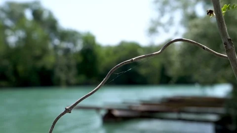 A dried vine on the background of an old pier on pontoons at the riverbank. Stock Footage 96345688