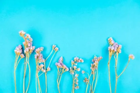 Dried violet statice flower on light blue background Stock Photos