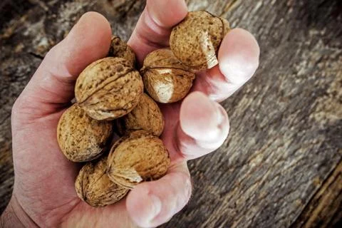 Dried Walnut in Farmer Hand. Stock Photos