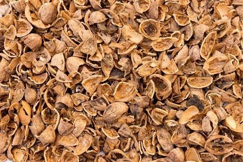 Dried walnut shells as bio and economic ecological fuel Stock Photos