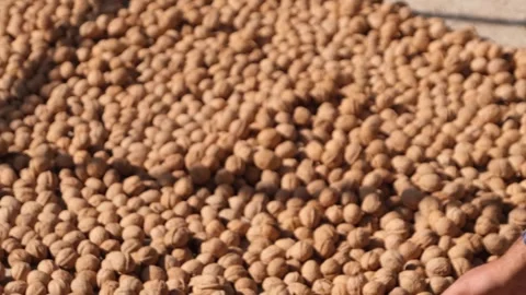Dried walnuts 2 Stock Footage 294066913