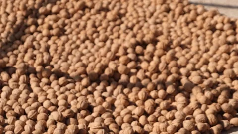 Dried walnuts 2 Vídeo Stock 294071505