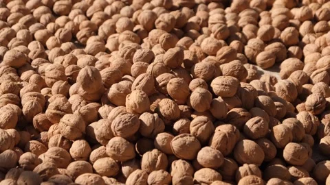 Dried walnuts Stock Footage 294066703