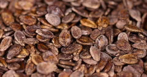 Dried watermelon seeds during storage to prepare and seedlings before the next Stock Footage 328095957