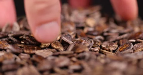 Dried watermelon seeds during storage to prepare and plant seedlings before the Stock Footage 328222800