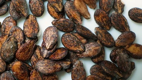 Dried watermelon seeds on a white background macro top view. Stock Footage 205083681