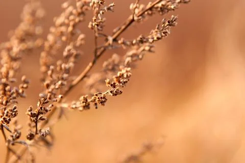 Dried weed in the sunshine Stock Photos