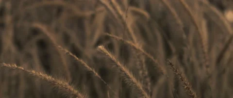 Dried weeds in a field at sunset Stock Footage 152399519
