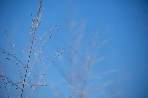 Dried Weeds Stock Photos