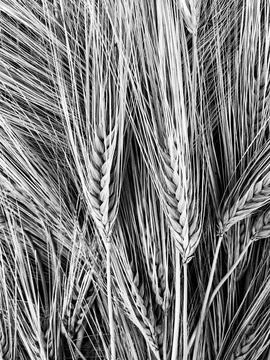 Dried Wheat Background Stock Photos