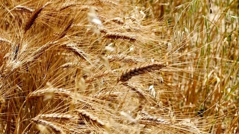 Dried wheat ears, wheat ears in the field will be harvested, wheat fields. Vídeo Stock 93631191