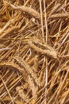 Dried wheat on the floor Stock Photos