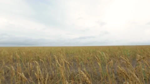 Dried wheat grains in field Stock Footage 48768287