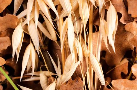 Dried wheat Stock Photos