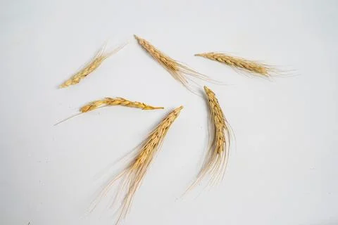 Dried wheat Stock Photos