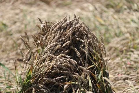 Dried wheat plants Foto stock