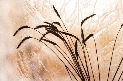 Dried wheat stems. Icy window background. Still life. Stock Photos