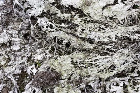 Dried white mud 스톡 사진