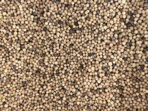 Dried White Pepper Seeds Spread Evenly – Aromatic Spice Ingredient Macro Stock Photos